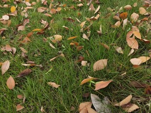 秋日草地落叶美景