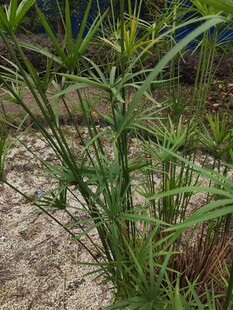 野外生长的绿色植物