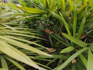 翠绿繁茂的热带植物景观