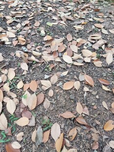 地面上的落叶景观