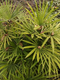 翠绿蒲葵植物特写