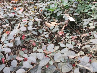 地面上的多彩植物叶片