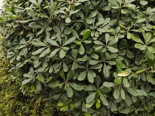 茂密绿叶植物景观