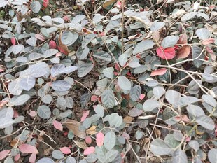 灰绿叶间点缀红叶片