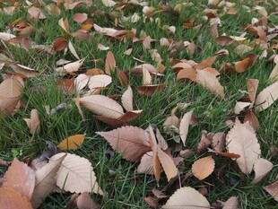 秋日草地落叶景象