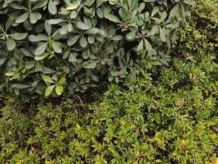 绿叶繁茂的植物景观