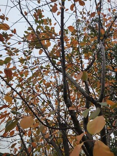 秋日枝头斑斓树叶景象