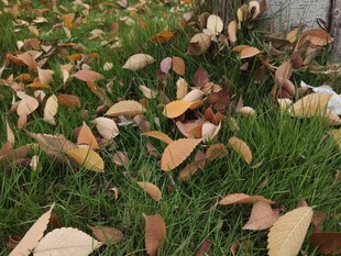 草地上的缤纷落叶