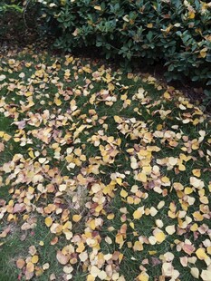 落叶铺地的秋日美景