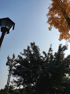 户外景致中的灯与树木