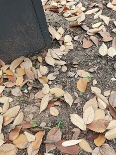 地面散落的枯黄落叶