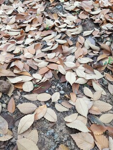 地面上的枯黄落叶