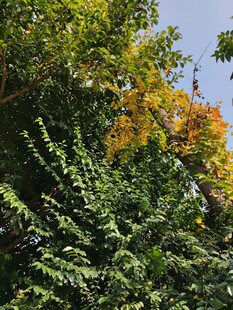 秋日绿树间的一抹金黄