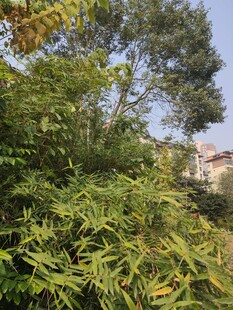 繁茂绿植景观