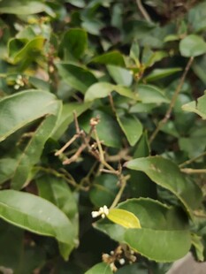 绿叶丛中的黄色叶片