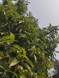 繁茂绿树展现盎然生机