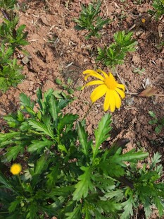 田野中的黄色小花