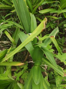翠绿植物叶片特写