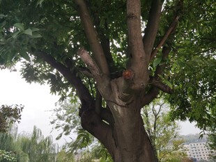 粗壮老树繁茂枝叶