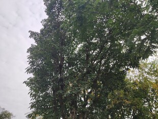 高大葱郁的树木