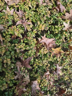 绿叶与枯叶交织的植物墙