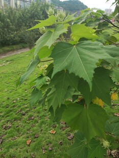 绿叶摇曳于绿意盎然草地