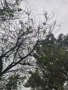 冬日枯树与葱郁树木景观