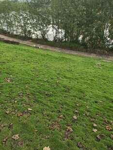 秋日草地与远处树木景观