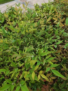 绿叶繁茂的植物景观