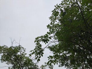 仰视绿树与天空