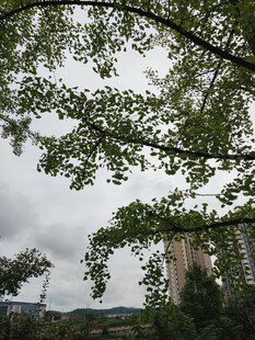 仰视绿树与天空的景致