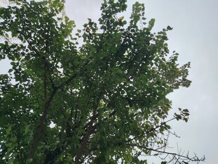 绿叶繁茂的树木