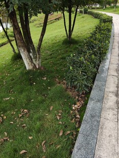 公园小径旁的绿植景观