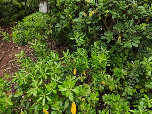 绿叶间的黄色果实