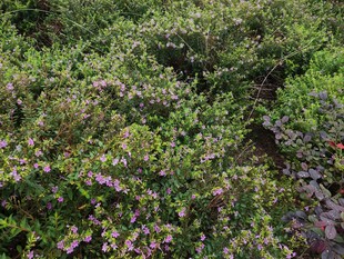 繁茂绿植紫色小花点缀