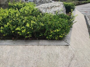 路边绿植与石块景观