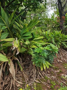茂密丛林中的多样植物
