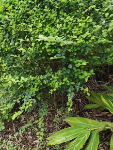 翠绿灌木丛与叶片景观