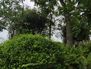 绿意盎然的园林植物景观