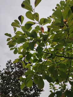 绿叶繁茂的树梢景象