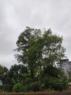 阴天里的绿树与建筑