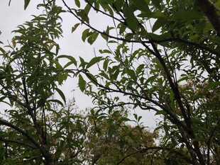 枝叶繁茂的绿树景象