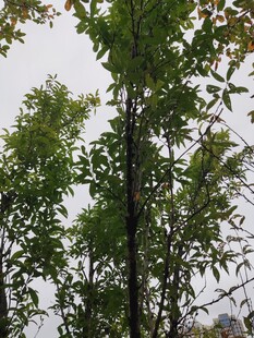 高大树木与繁茂枝叶