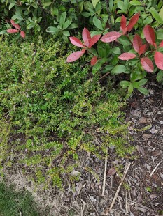 绿叶红植的自然景致