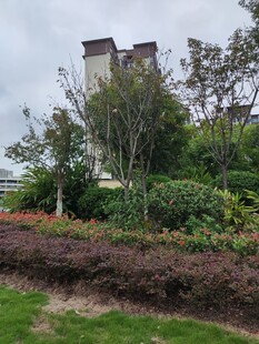 小区绿植环绕的景观