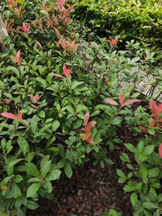 多彩灌木植物景观