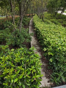 林间小径旁的繁茂绿植