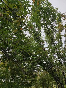 翠绿竹林尽显自然生机