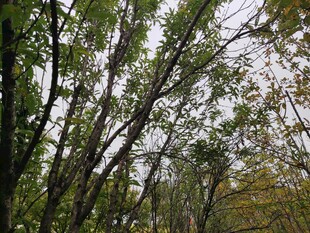 林间树木枝叶繁茂景象