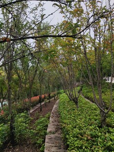 林间蜿蜒小径绿意盎然